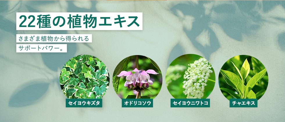 22種の植物エキスさまざま植物から得られるサポートパワー。チャエキス セイヨウニワトコ オドリコソウ セイヨウキズタ